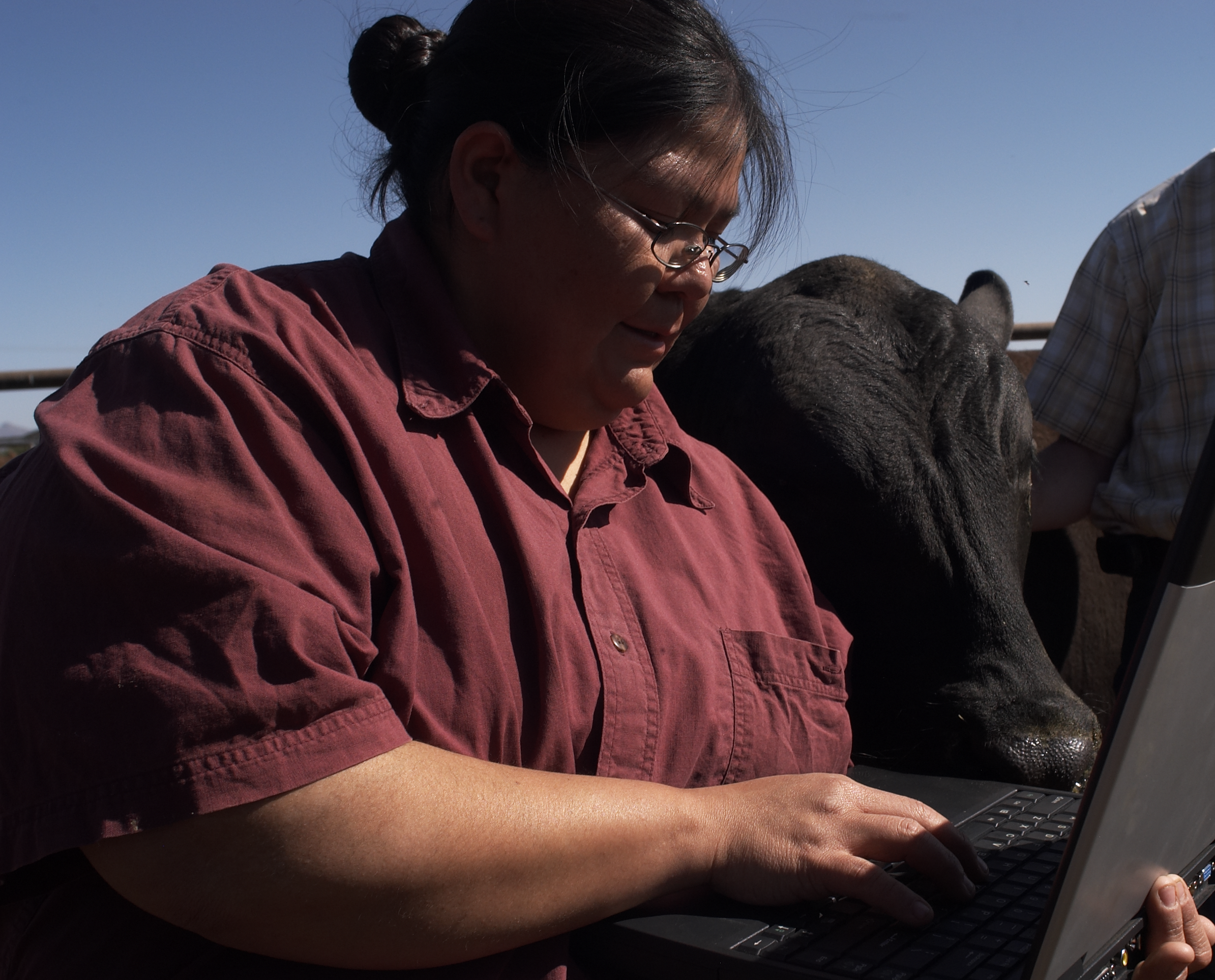 Woman on laptop with cow watching.